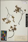 Foto von Salix herbacea L. x Salix lapponum L.